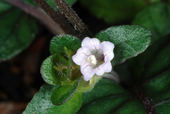 Strobilanthes reptans
