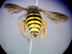 Icteranthidium grohmanni