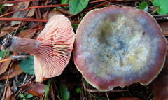 Lactarius chelidonium