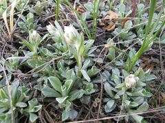 Antennaria neglecta
