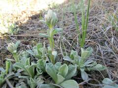 Antennaria neglecta