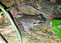 Limnonectes paramacrodon