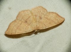 Cyclophora linearia