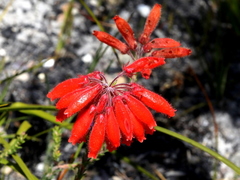 Erica cerinthoides
