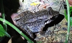 Limnonectes paramacrodon