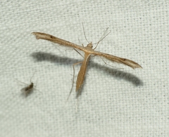 Stenoptilia