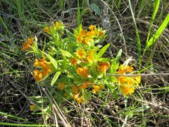 Lithospermum canescens