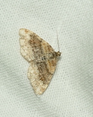 Xanthorhoe