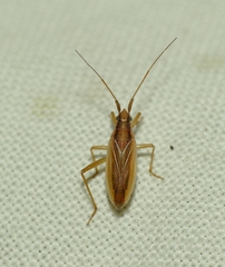Stenodema holsata