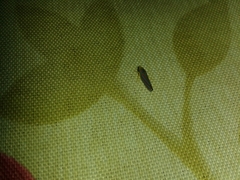 Graphocephala idonea