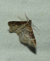 Xanthorhoe