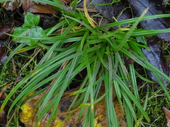 Carex sylvatica