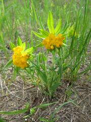 Lithospermum canescens