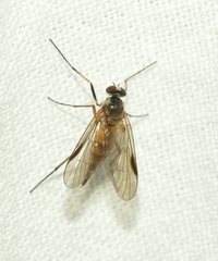 Rhagio lineola
