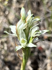 Chloraea philippii