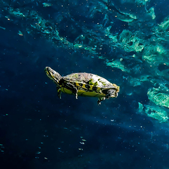 Trachemys venusta iversoni
