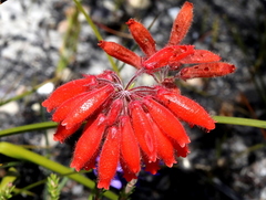 Erica cerinthoides