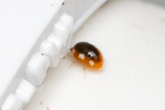 Coniopteryginae