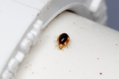 Coniopteryginae