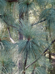Pinus engelmannii