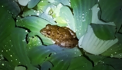 Fejervarya cancrivora