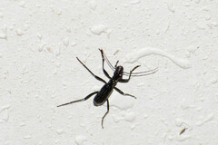 Ctenostoma