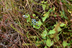 Persicaria perfoliata