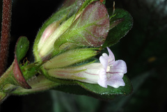 Strobilanthes reptans