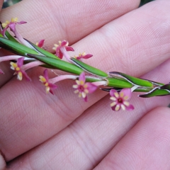 Struthiola ciliata