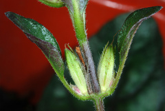 Strobilanthes reptans