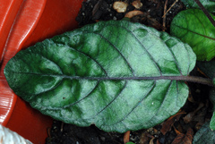 Strobilanthes reptans