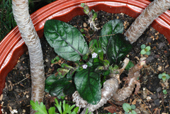 Strobilanthes reptans