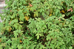 Rubus hirsutus