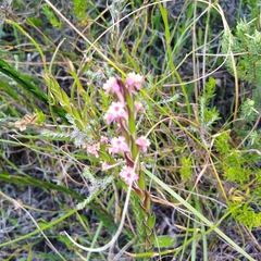 Struthiola ciliata