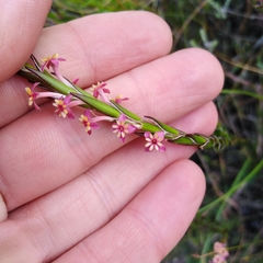 Struthiola ciliata