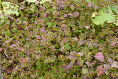 Sigesbeckia orientalis