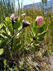 Protea speciosa