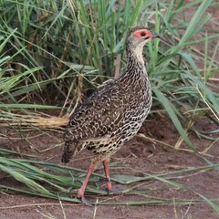 Pternistis clappertoni