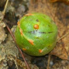 Andricus infectorius