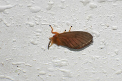Thoscora