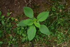 Crassocephalum crepidioides