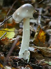 Amanita