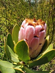 Protea speciosa