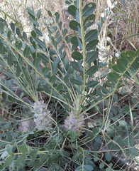 Astragalus oleifolius