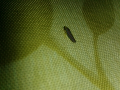 Graphocephala idonea