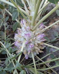 Astragalus oleifolius