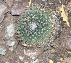 Mammillaria meiacantha