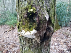 Rigidoporus