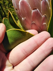 Protea speciosa