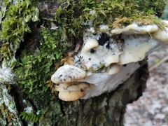Rigidoporus